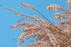 HAPPY Flower