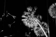DSC_0044-001_01
