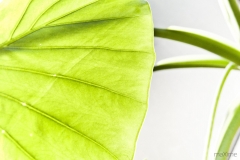 happy-flower-defi-photo-gages-maxime-authier-3-scaled
