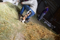 attaque-dun-chat