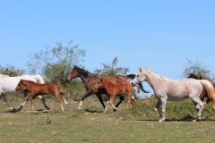 Chevaux-1