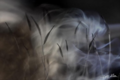 Herbe-Nathalie-Albinet