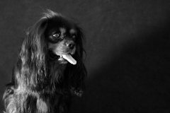 chien_max3