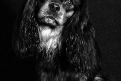 chien_max6