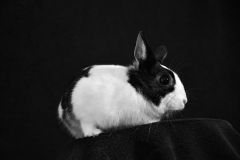 lapin_max1
