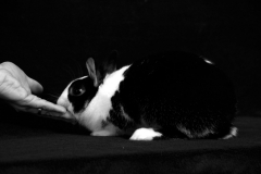 lapin_max3