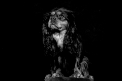 chien_max1