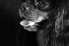 chien_max2