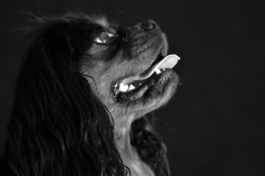 chien_max4