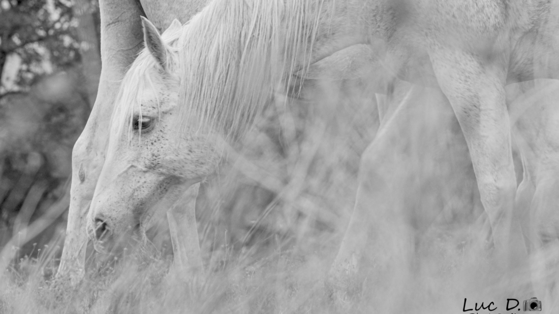 luc_Animaux (9)