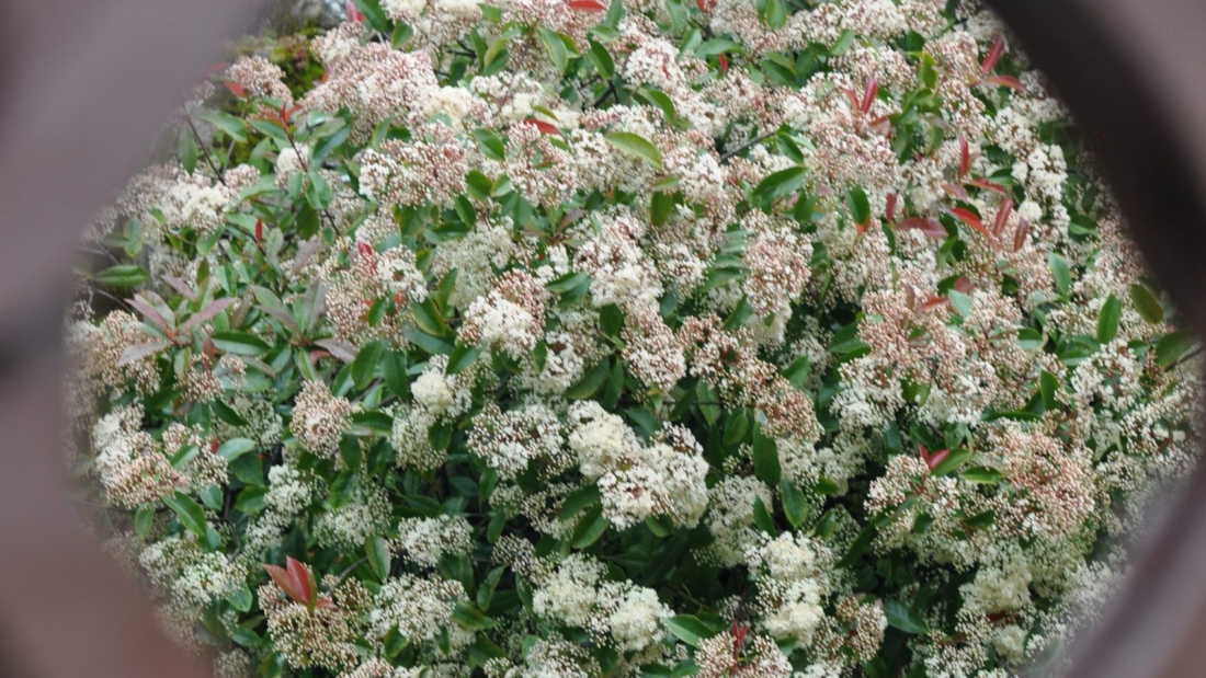 jardin emmanuelle 4 (1)
