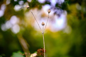 luc_flou (1)