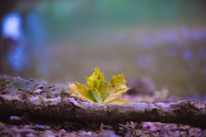 luc_flou (10)