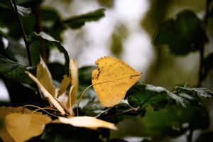 luc_flou (14)