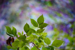 luc_flou (2)