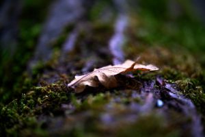 luc_flou (3)